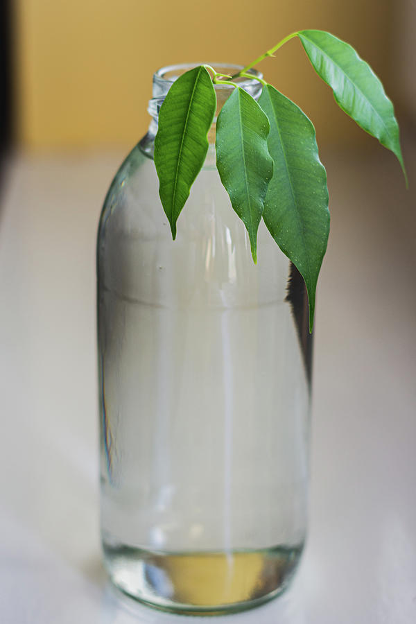 House plant growing in a clear glass bottle Photograph by Scott Lyons