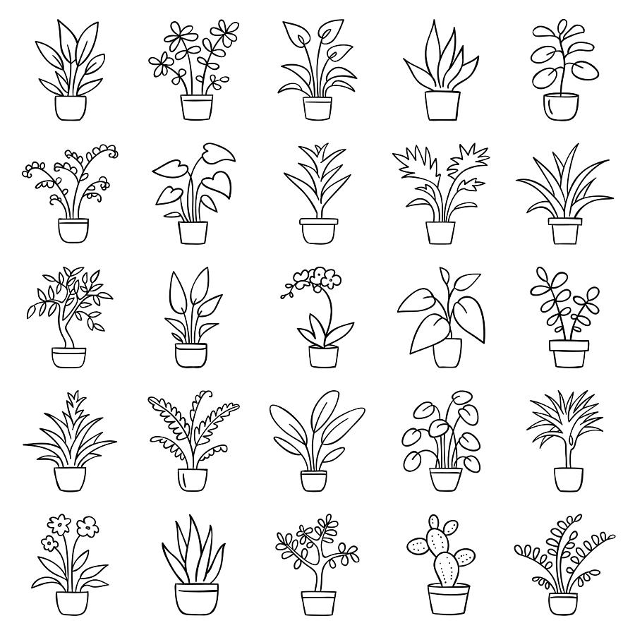 House plants Drawing by Ulimi