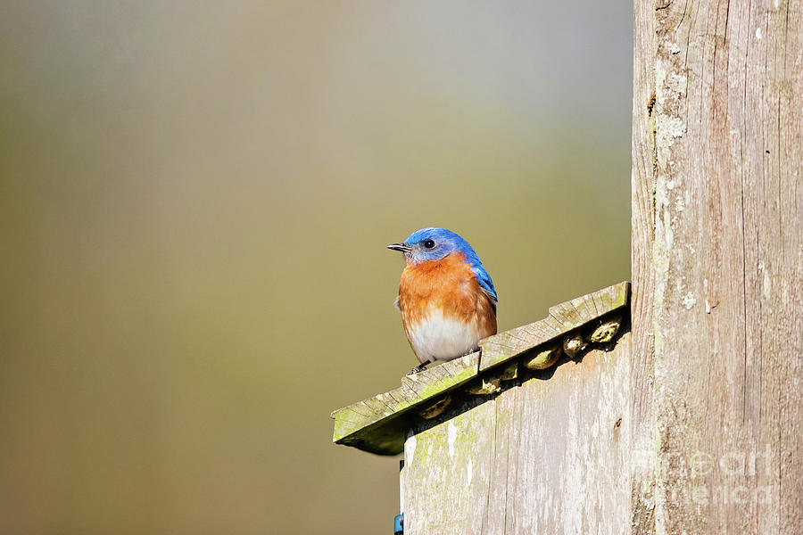 House Sitting - Male Eastern Bluebird Photograph by Scott Pellegrin ...