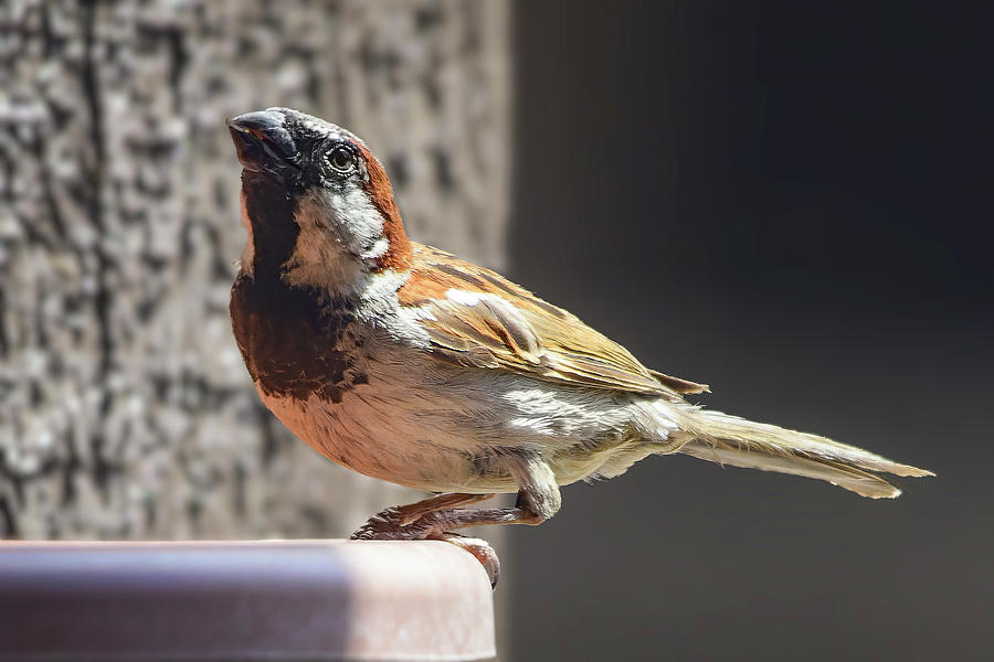 House Sparrow 24755 Photograph by Mark Myhaver