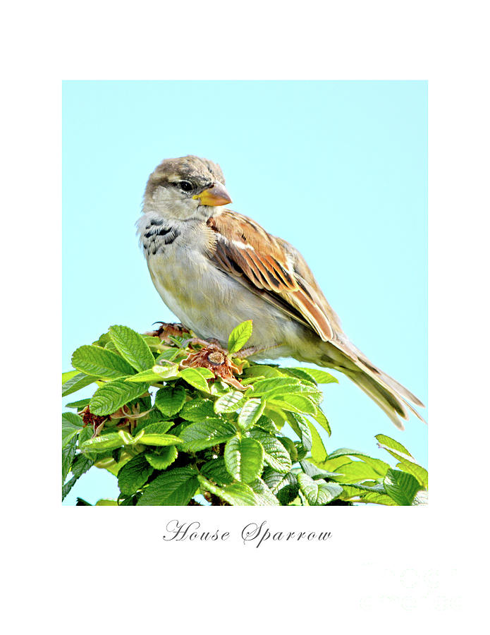 House Sparrow Photograph by Dianne Morgado