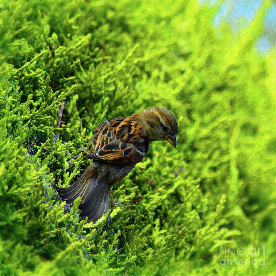 House Sparrow - Female Photograph by Yvonne Johnstone