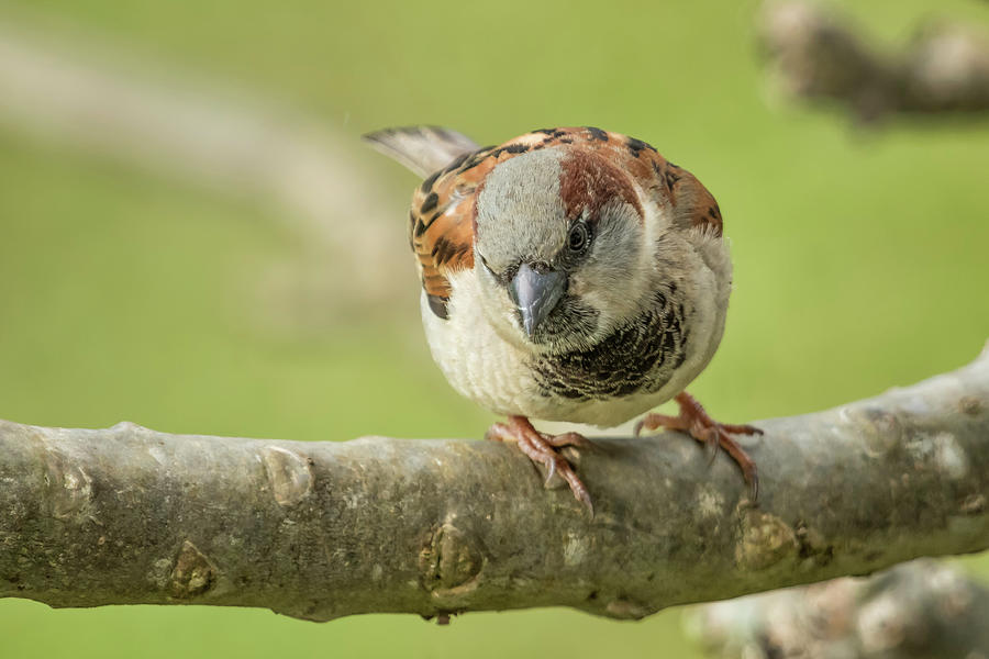 House Sparrow Giving Me the Eye Photograph by Belinda Greb