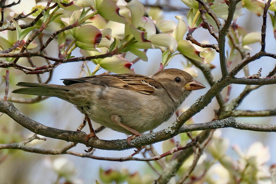 House Sparrow in a Spring Cradle Photograph by Lyuba Filatova