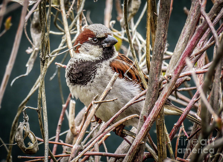 House Sparrow in a Thicket Photograph by Kevin Fortier