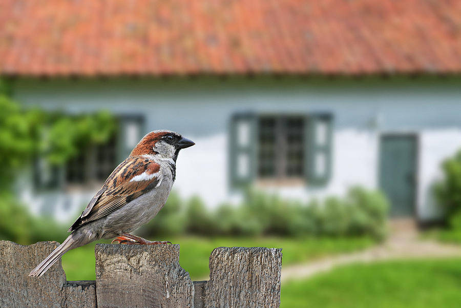 House Sparrow in Garden Photograph by Arterra Picture Library