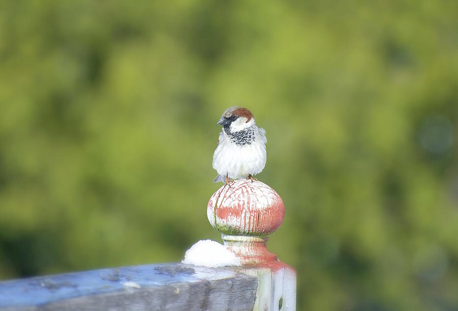 Bird Photograph - House Sparrow in Ontario by Norma A Lahens