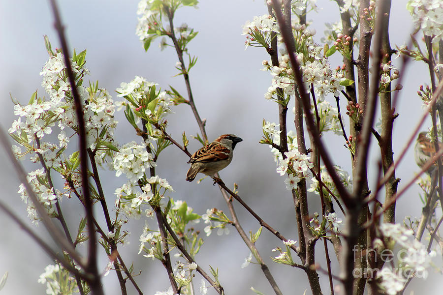 House Sparrow in Spring Photograph by Karen Adams