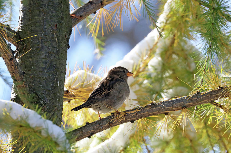 House Sparrow In The Larch Photograph by Debbie Oppermann