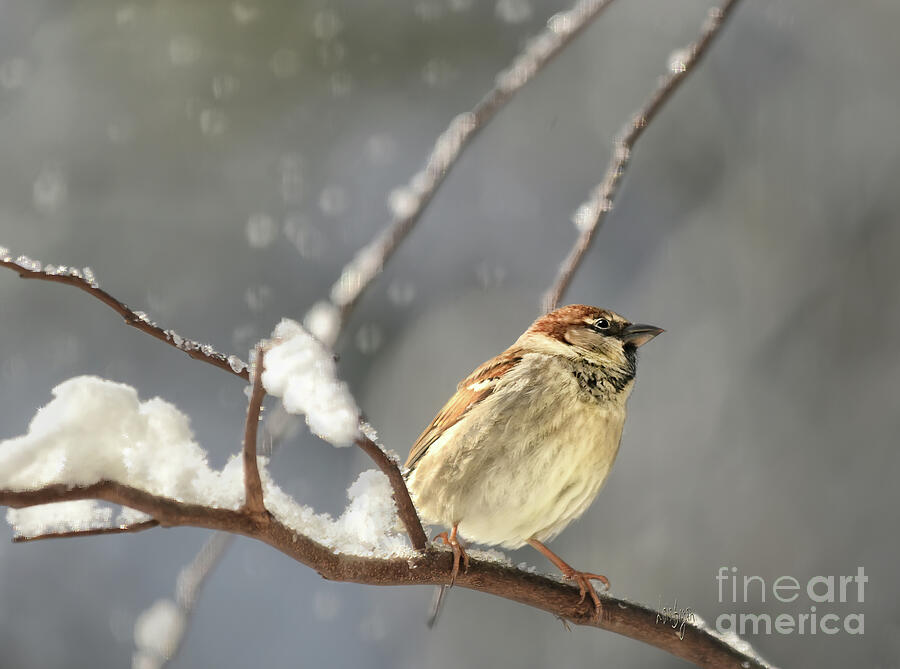 Sparrow Photograph - House Sparrow In The Snow by Lois Bryan