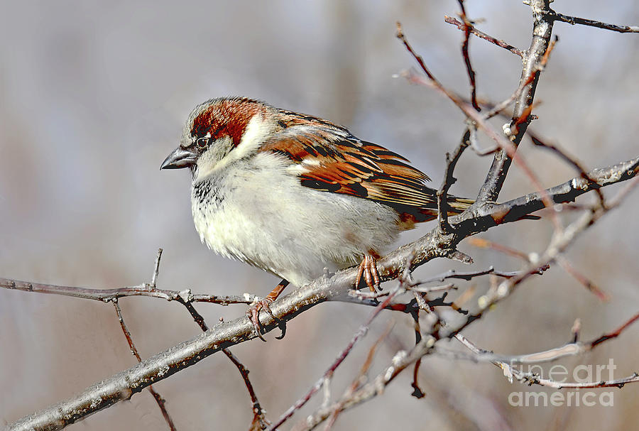 House Sparrow On A Winters Day Photograph
