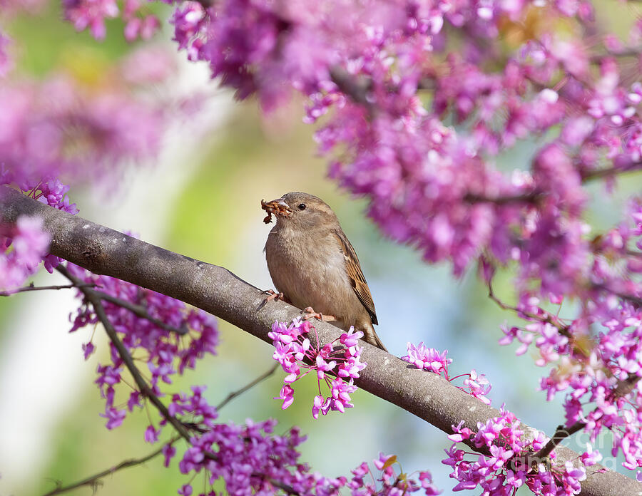 House Sparrow on Redbud Tree Photograph by Chris Scroggins