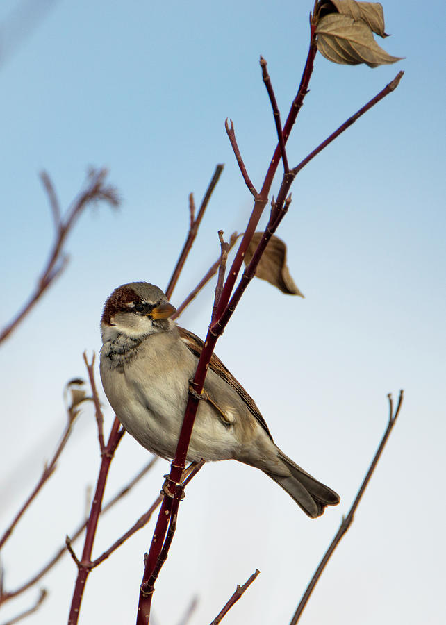 House Sparrow on Winter Branch Photograph by Tracie Fernandez