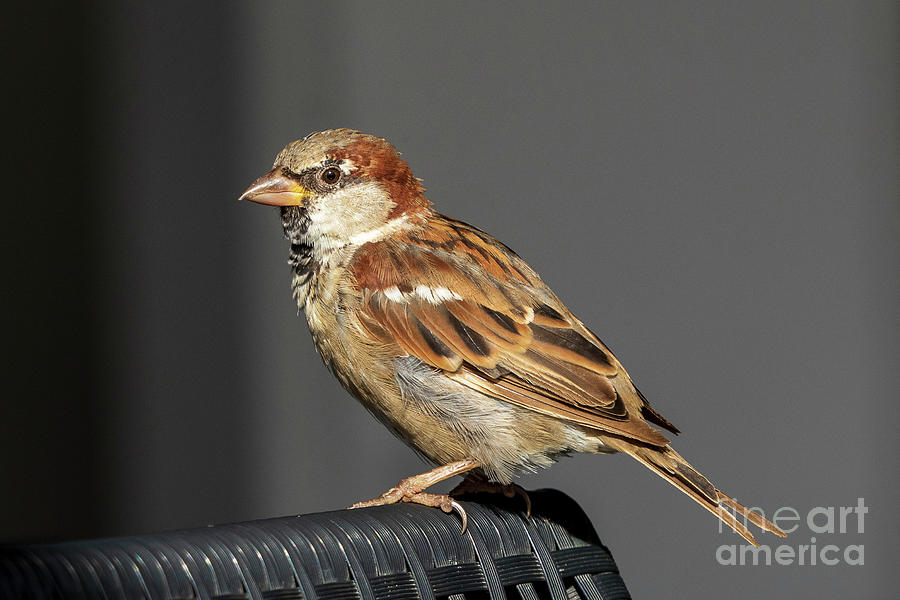 House Sparrow Passer domesticus Costa Ballena Cadiz Photograph by Pablo Avanzini