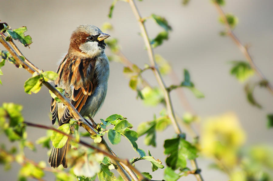 House Sparrow - Passer domesticus Photograph by Gregoria Gregoriou Crowe fine art and creative photography.