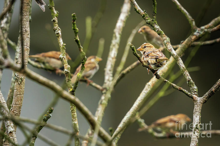House Sparrow Passer domesticus Perched on Tree Branch Fene Galicia Photograph by Pablo Avanzini
