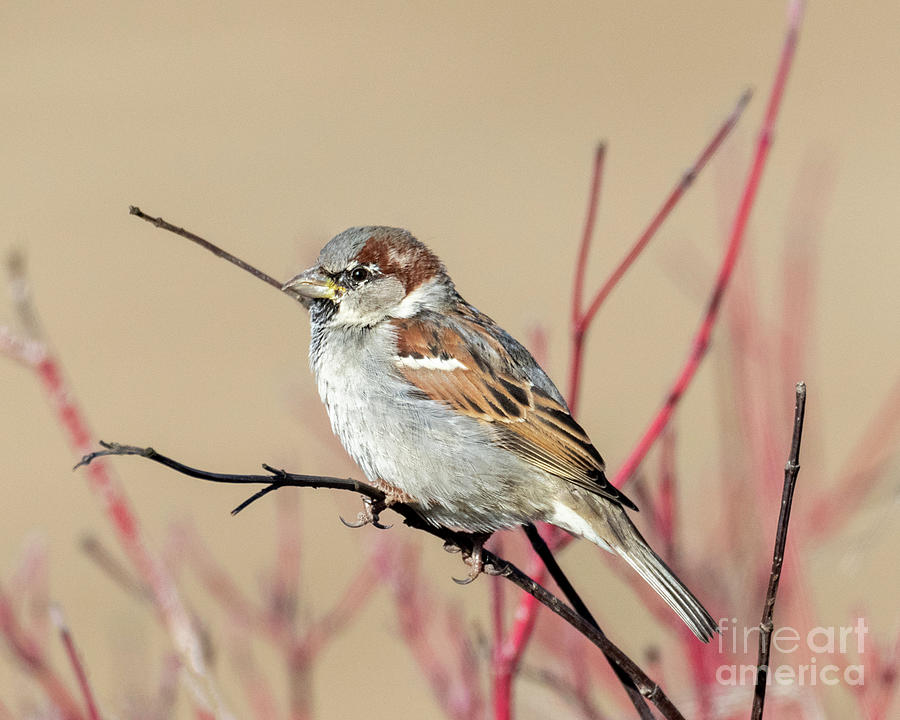 House Sparrow Perch Photograph