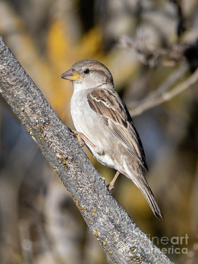 House Sparrow Perched Photograph