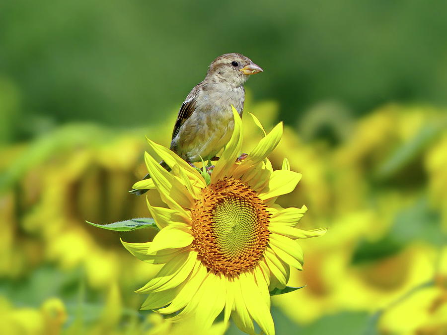 House Sparrow Perching on Sunflower Photograph by Lyuba Filatova
