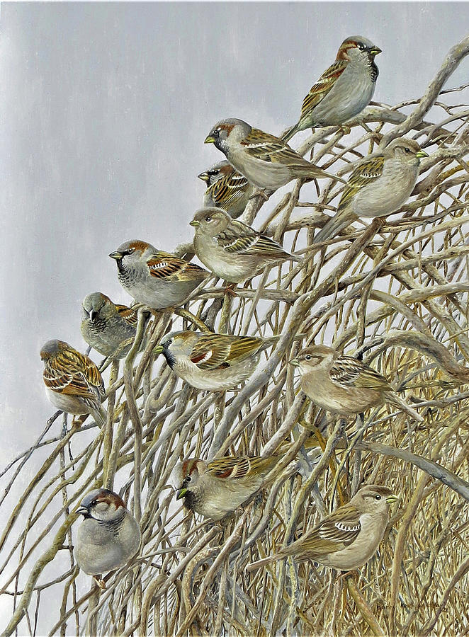 House Sparrows Painting by Barry Kent MacKay