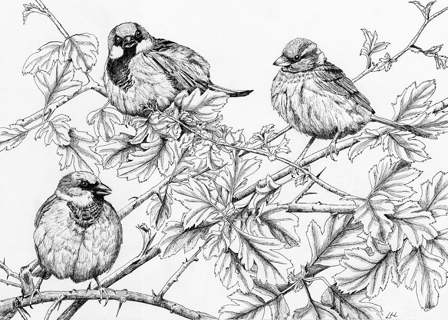 House Sparrows on Hawthorn Drawing by Lynne Henderson