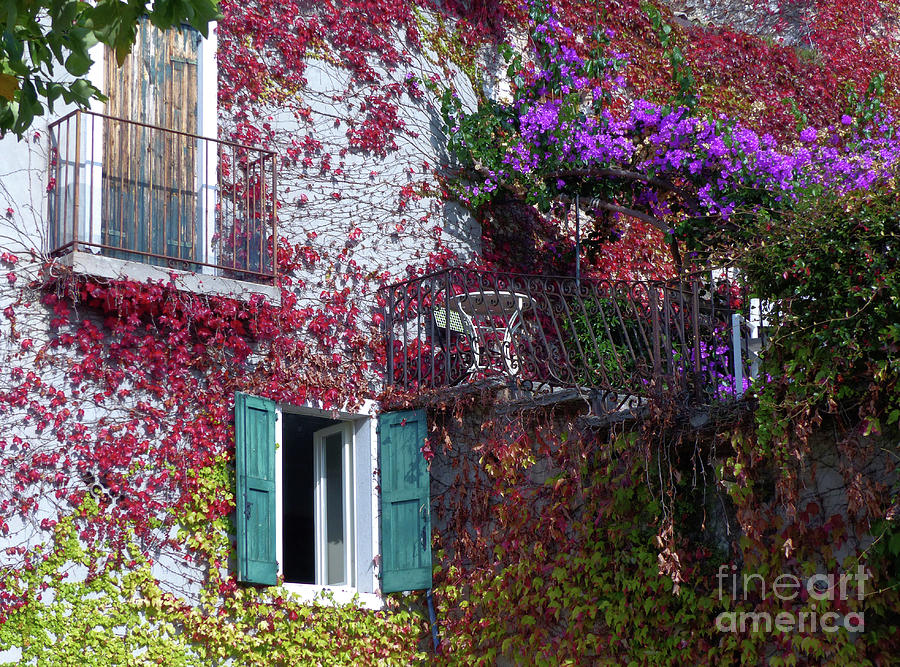 Climbing plants on a house wall - Italy Photograph by Phil Banks