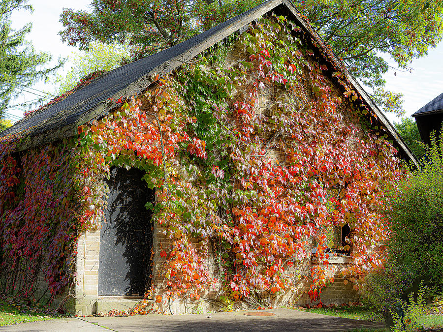 House with Colorful Vines Photograph by David Morehead