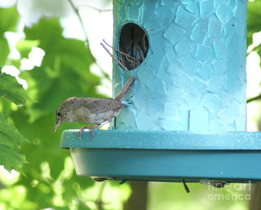 House Wren at her Nest Photograph by Margie Avellino