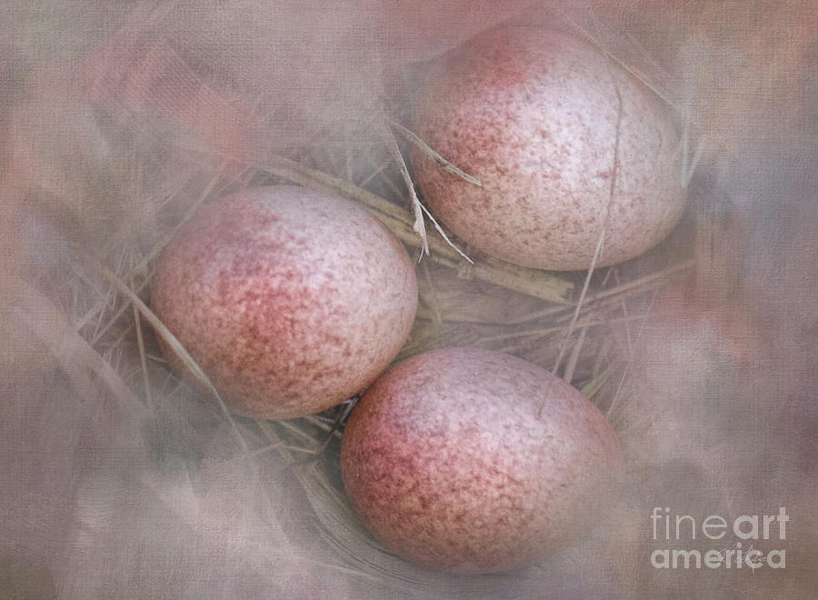 Nature Photograph - House Wren Eggs by Rosanna Life