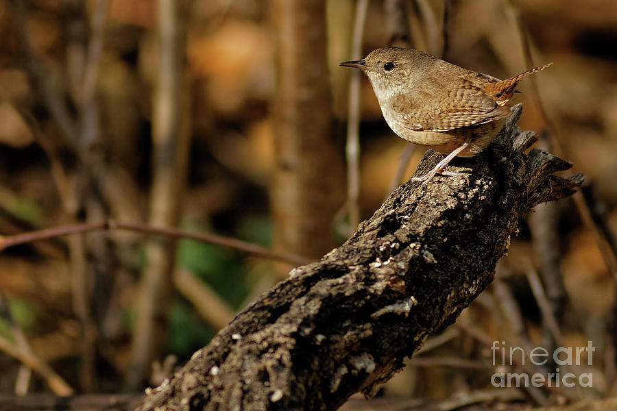 House Wren in the Sunlight Photograph by Natural Focal Point Photography