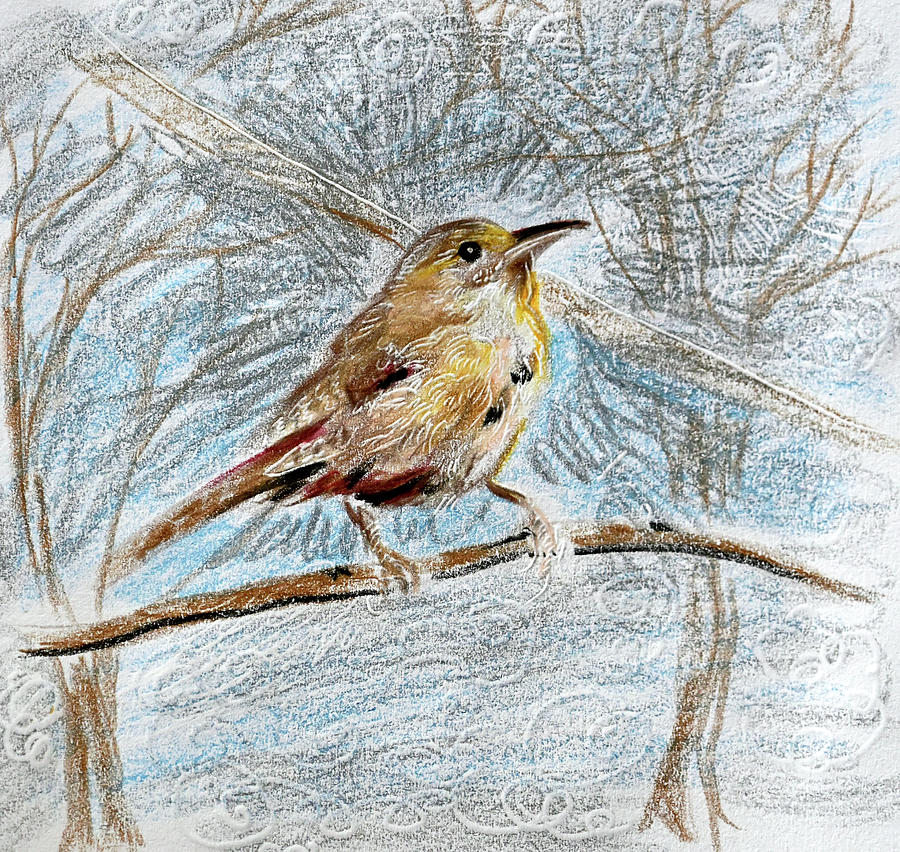 House Wren Drawing by Katherine Nutt - Fine Art America