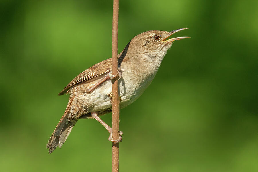 House Wren on Thin Branch Photograph by Jerry Fornarotto - Fine Art America