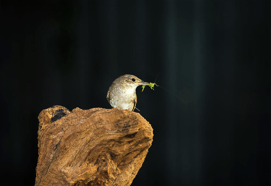 House Wren One Photograph by Dave Melear