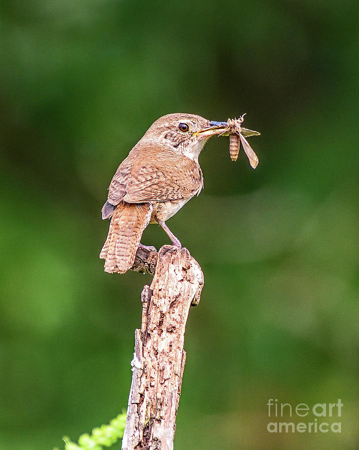 House Wren With A Mouth Full Photograph