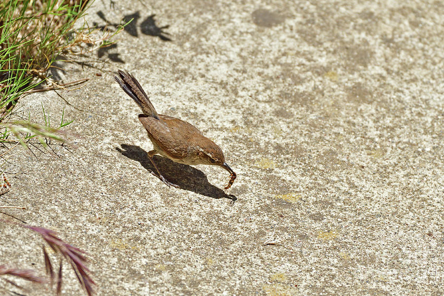House Wren With Lunch Photograph