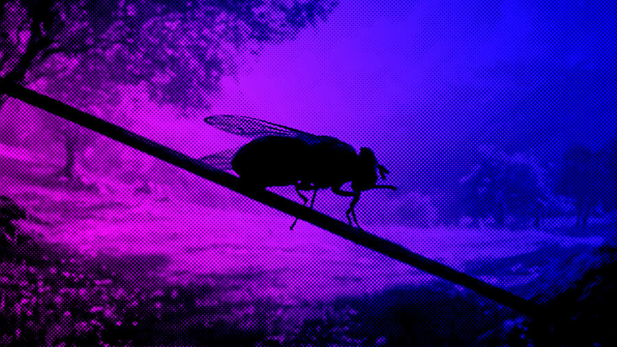 Housefly sitting on a wire - purple and blue halftone pattern Digital Art by Nicko Prints Housefly sitting on a wire - purple and blue halftone pattern Digital Art by Nicko Prints