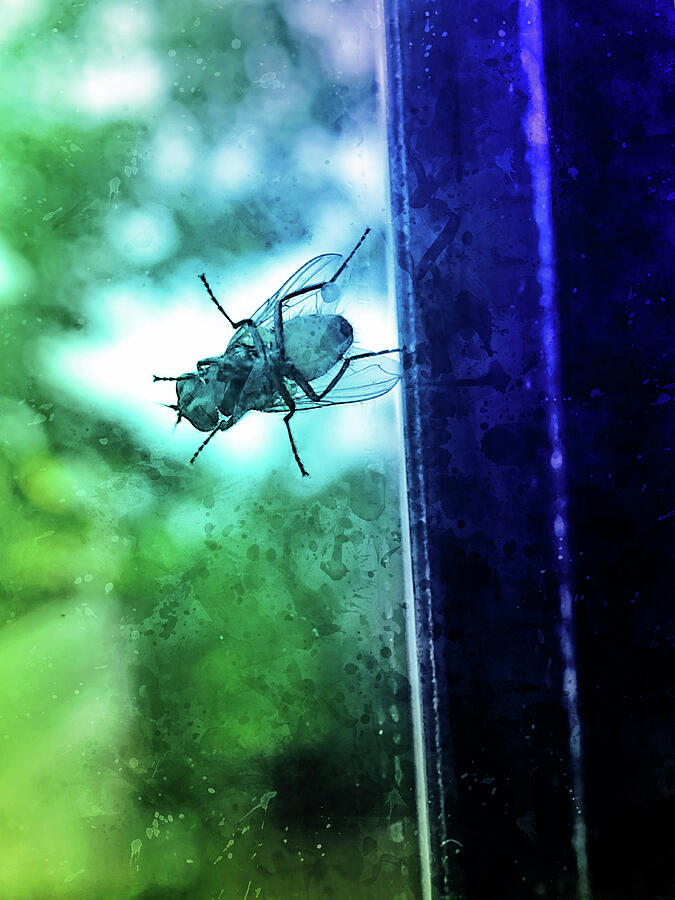 Housefly sitting on the window - watercolor painting effect in blue and green Digital Art by Nicko Prints Housefly sitting on the window - watercolor painting effect in blue and green Digital Art by Nicko Prints
