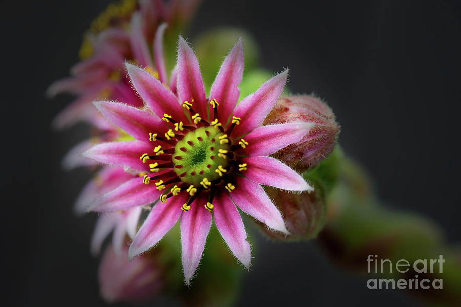 Summer Photograph - Houseleek flower by Delphimages Photo Creations