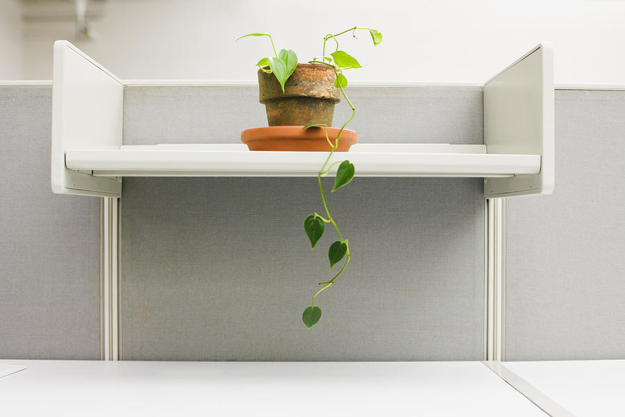 Houseplant on Shelf in Cubicle Photograph by Fuse