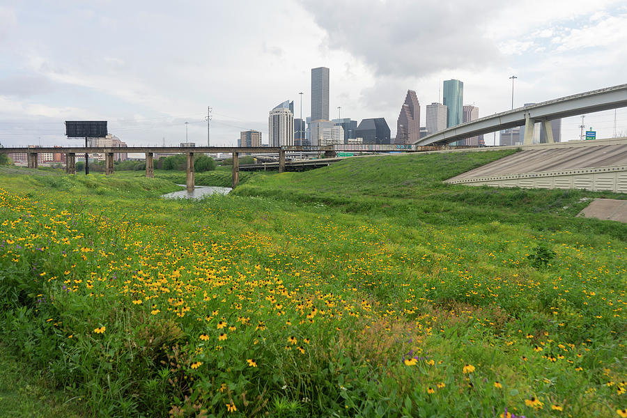 Houston Wildflowers Photograph by Joshua House