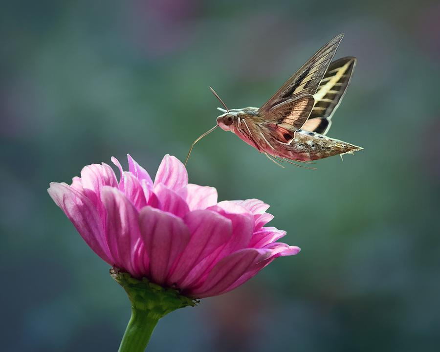 Hover and Sip - White-lined Sphinx Moth Photograph by Nikolyn McDonald