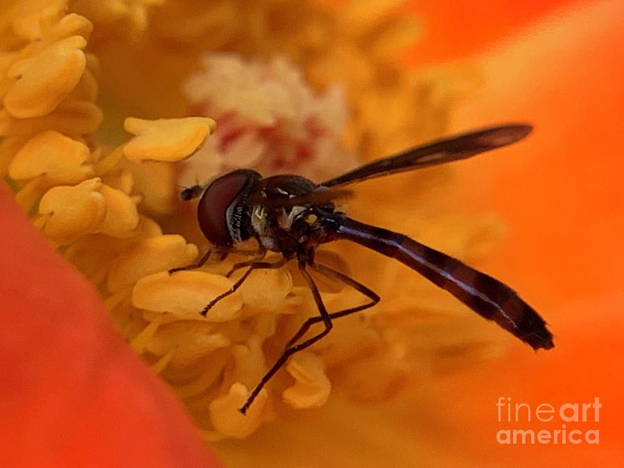 Hover Fly 2 Photograph by Catherine Wilson