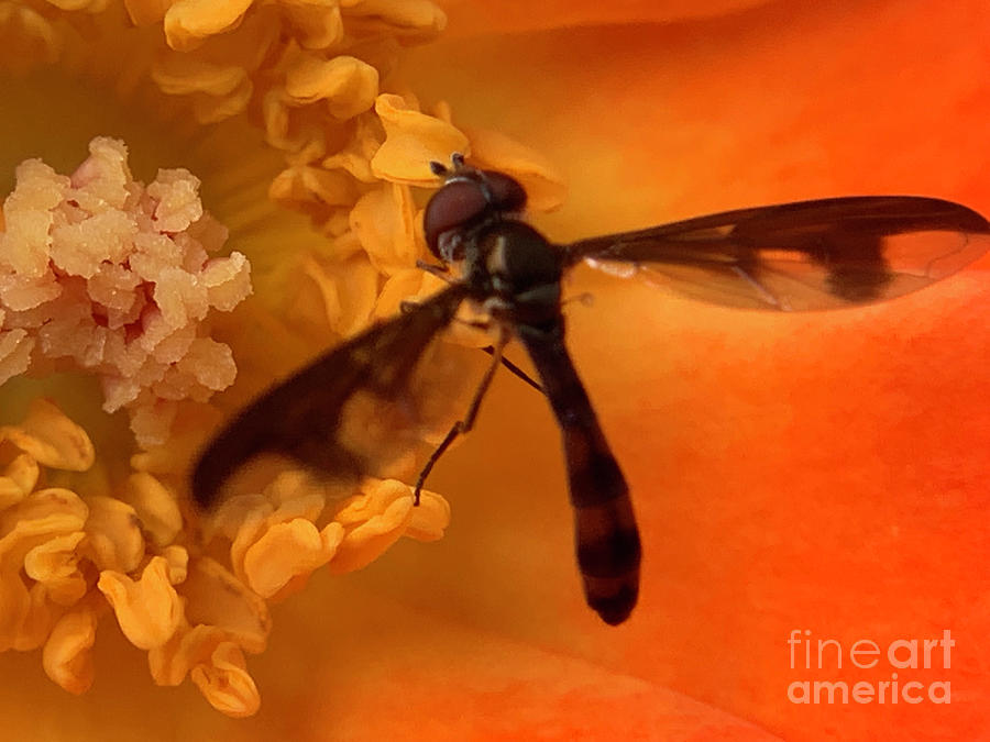 Hover Fly Photograph by Catherine Wilson