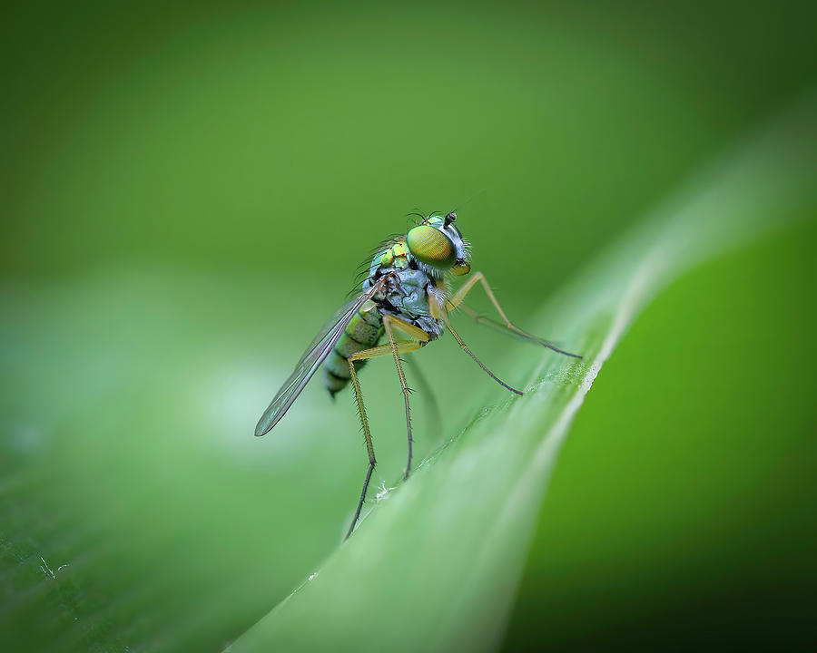 Hover Fly in Green Photograph by Timothy Harris