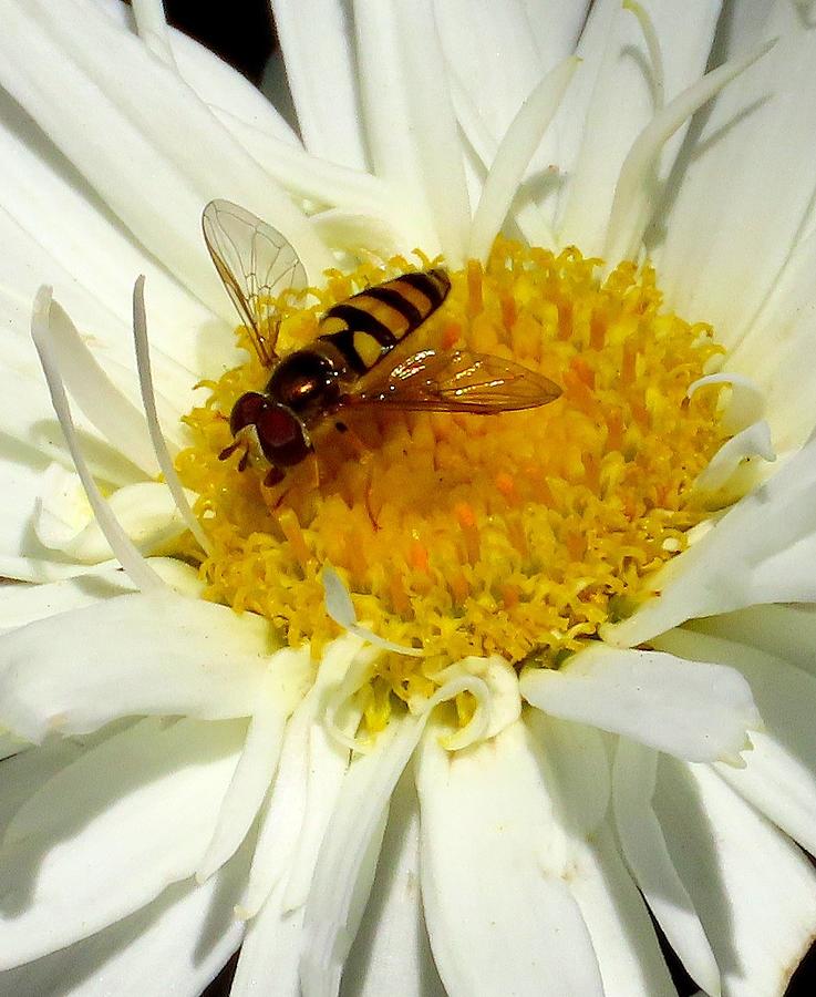 Hover Fly on Daisy Photograph by Linda Stern