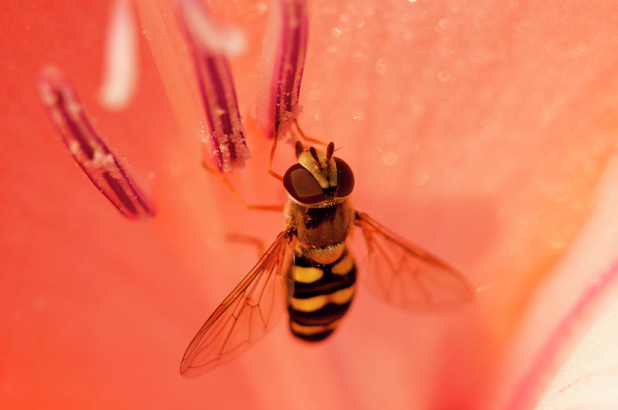 Hover Fly on Stamens Photograph by Robert Potts