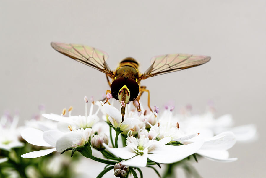 Hoverfly Dines on Cilantro Photograph by Joe Schofield Hoverfly Dines on Cilantro Photograph by Joe Schofield