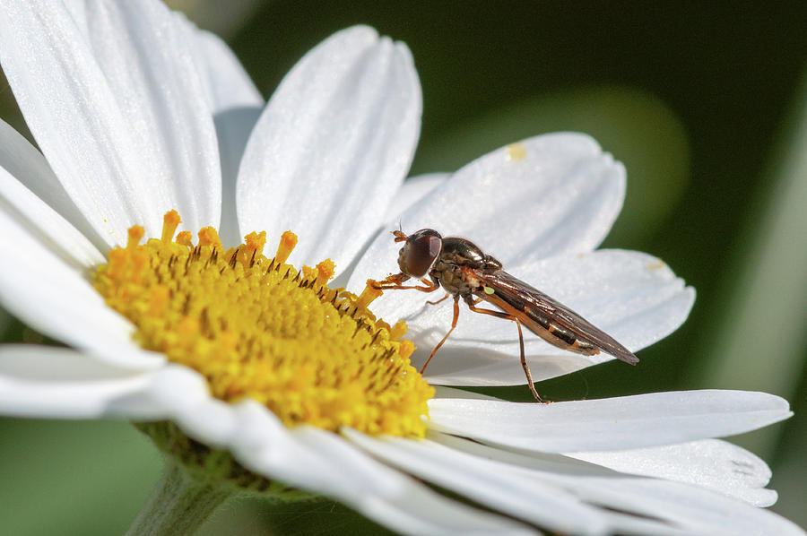 Hoverfly Feeding Photograph by Rob Hemphill