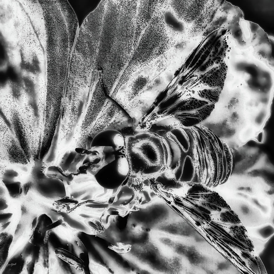 Hoverfly - monochrome Drawing by Bruce Block Hoverfly - monochrome Drawing by Bruce Block