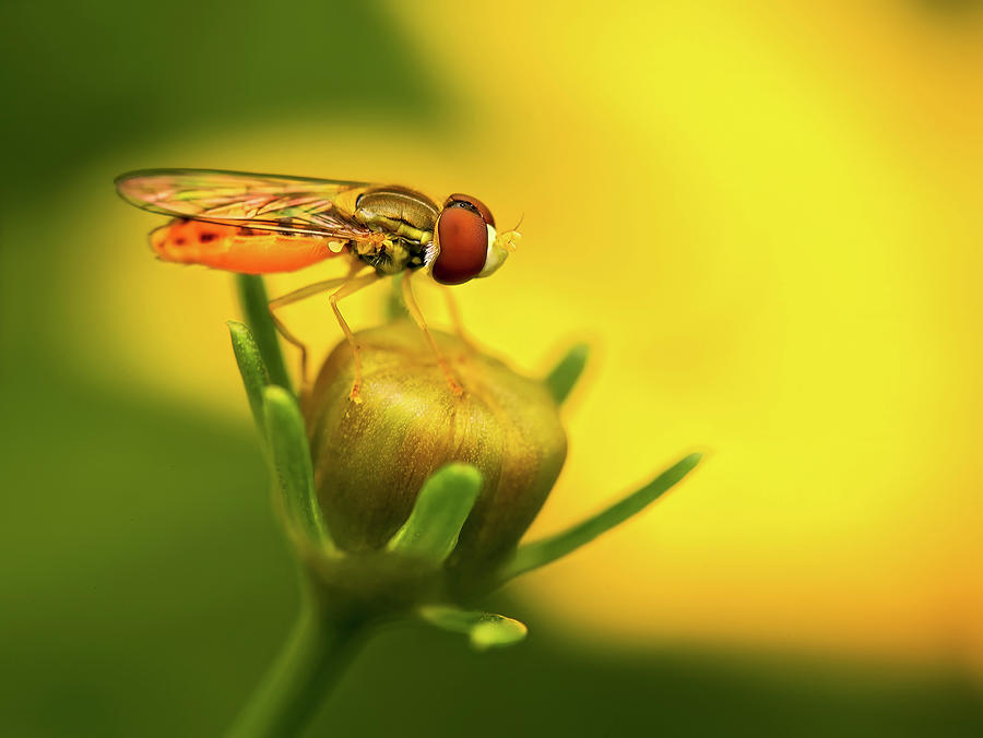 Hoverfly on Flower Bud Photograph by Carolyn Derstine
